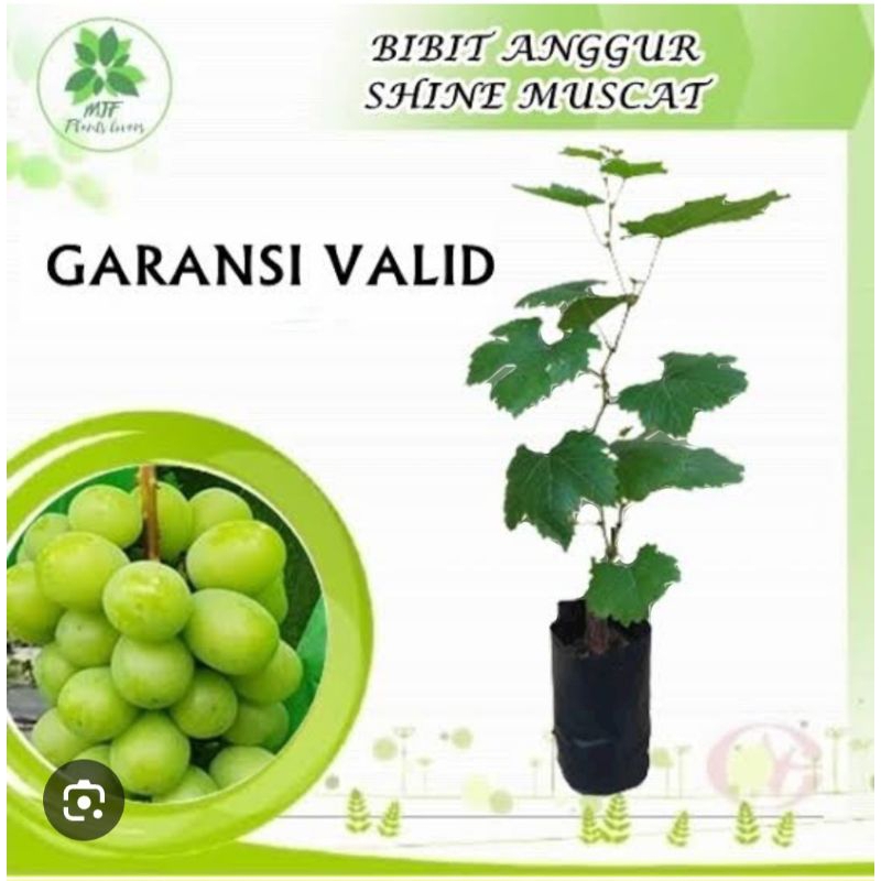 

Bibit Anggur Import Shine Muscat | Beli 1 Bonus 1 Bibit Anggur Hijau
