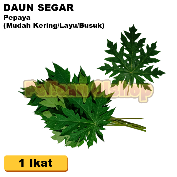 

Daun Pepaya Pahit 1 Ikat Untuk Buntil Lalapan Rebus Seupan Obat Herbal ±50 Gram