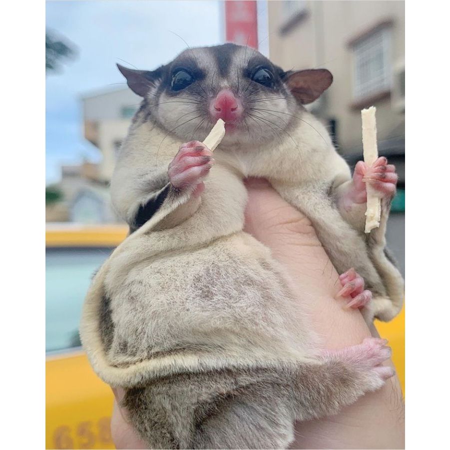 SG Indukan Classic Grey 4 Bulan ++ Sugar Glider