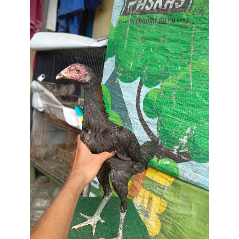 Ayam betina ayam betina pakoy bangkok ayam adu berkualitas ayam trah juara anak ayam pitik ayam harg