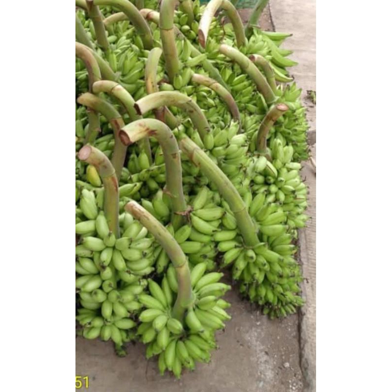 

pisang putri/karmilin 1 tandan ( 5-7 sisir)