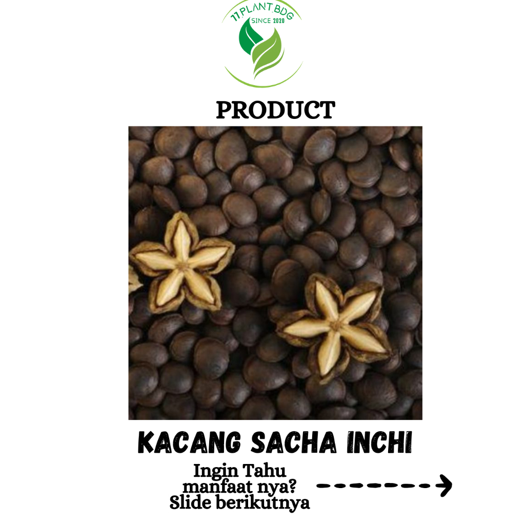 BIbit Kacang sacha inchi 1kg