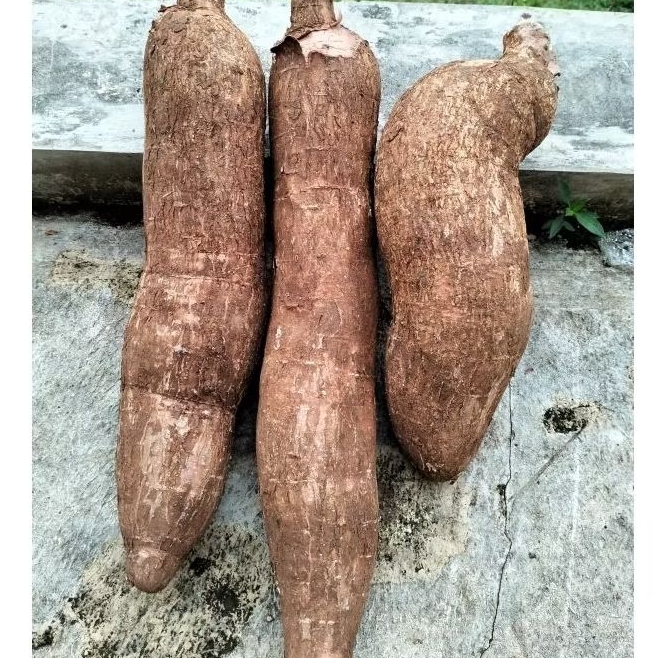 

Singkong racun Sapi Kuru/Singkong Genderewo 1kg