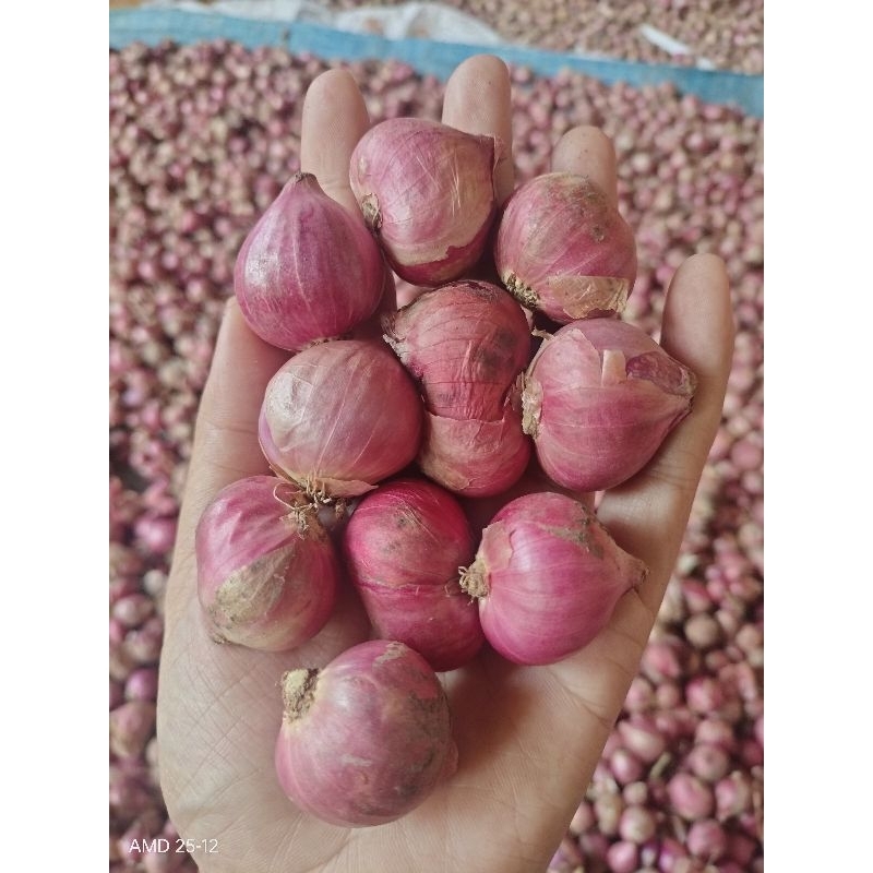 

Bawang Merah Brambang Super Kemasan 1kg