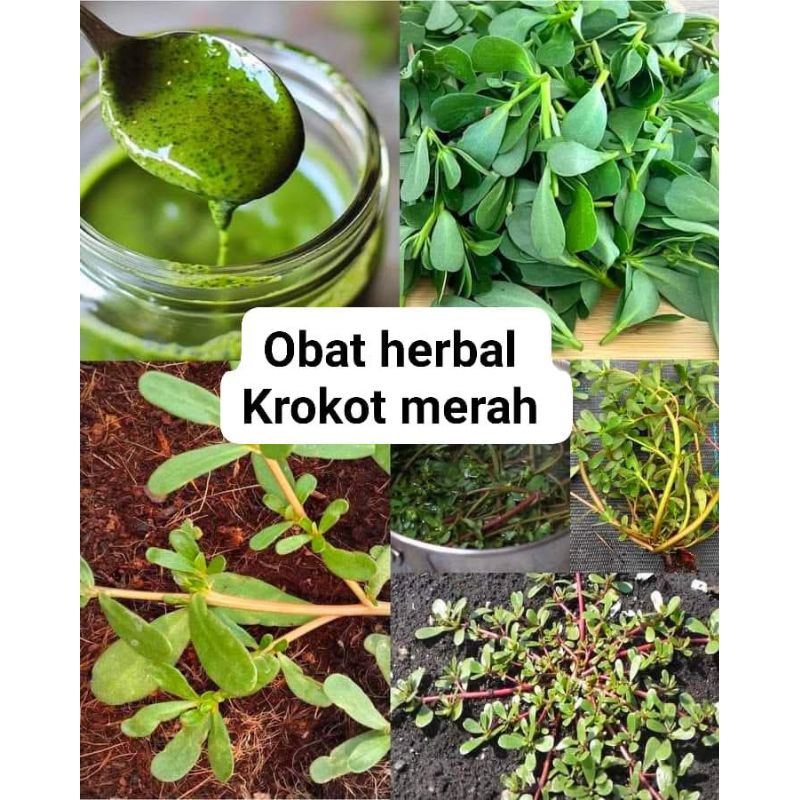 

Krokot | kerokot | obat herbal stroke | pohon krokot segar 250gram