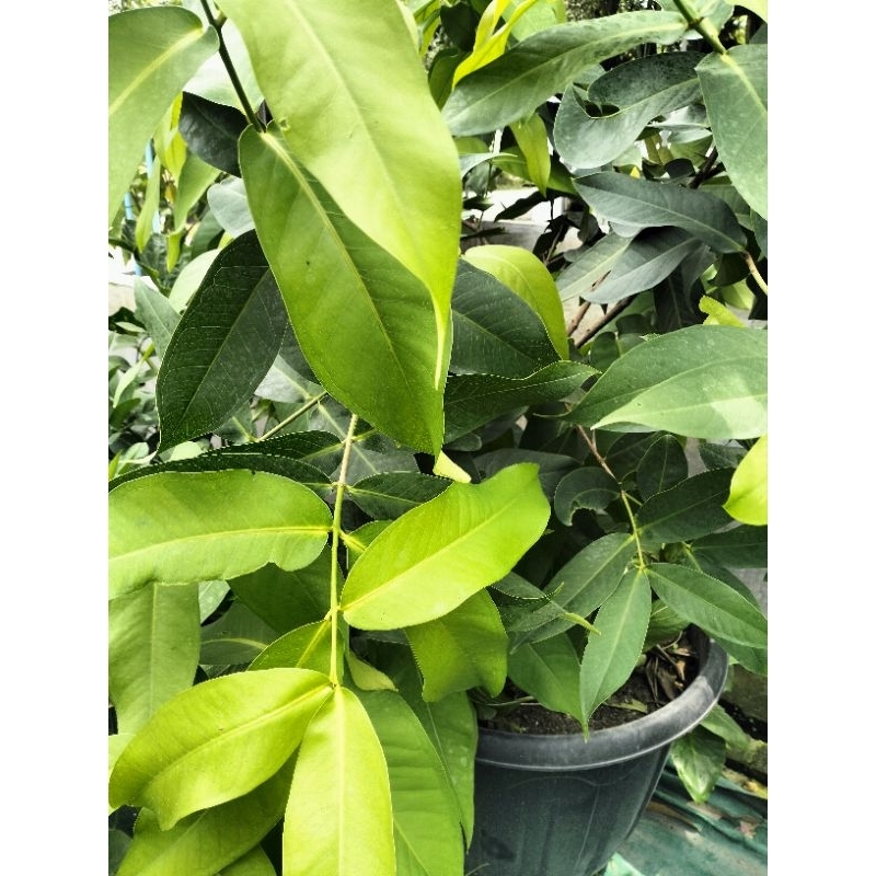 

daun jambu air 50 lembar