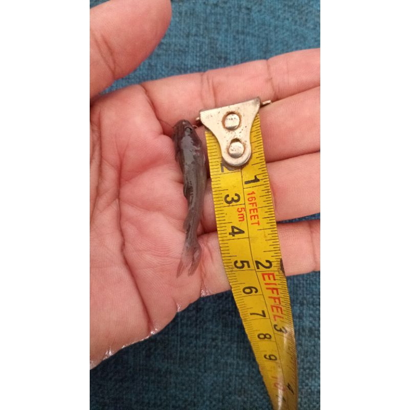 Bibit Ikan Baung 4-5 cm (khusus JAWA TIMUR aja)
