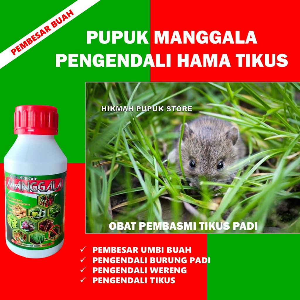 MANGGALA Obat Hama Tikus Padi Paling Bagus - Pupuk Semprot Atasi Hama Padi Terampuh - Pestisida Hama
