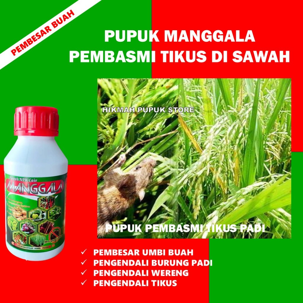 PROMO COD PUPUK MANGGALA PEMBASMI HAMA TIKUS PADI DI SAWAH - OBAT SEMPROT TANAMAN PENGUSIR HAMA TIKU