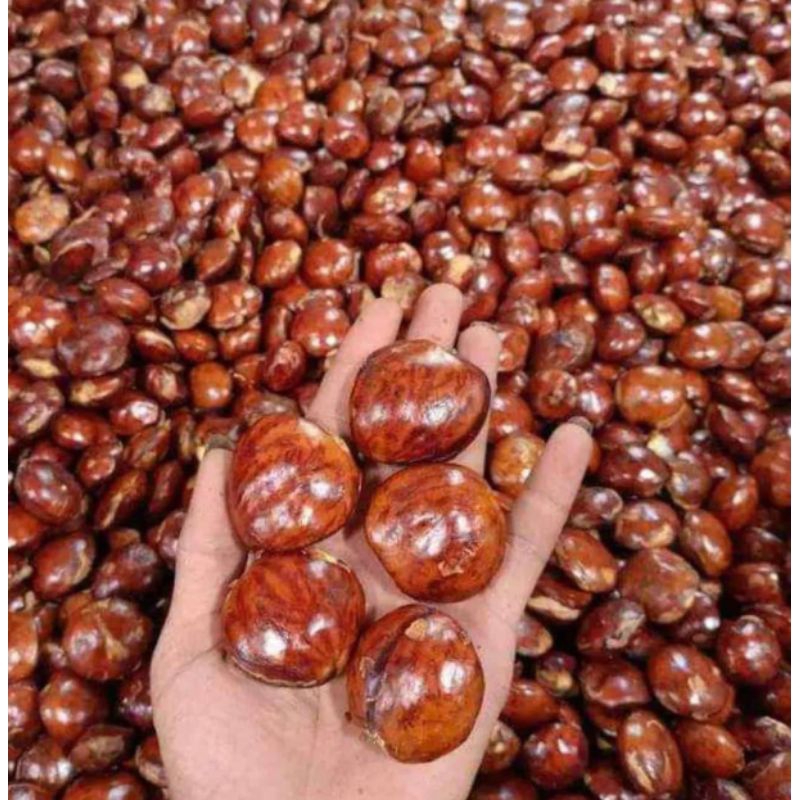 

Jengkol tua