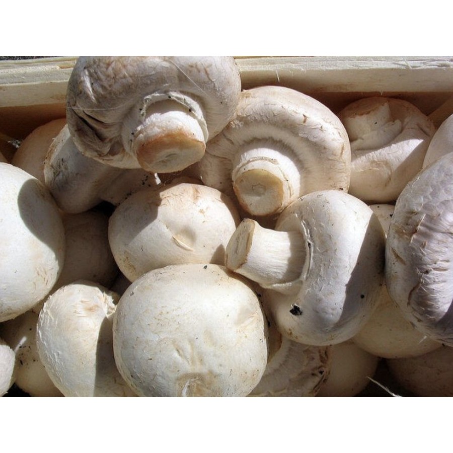 

Jamur Champignon / Kancing