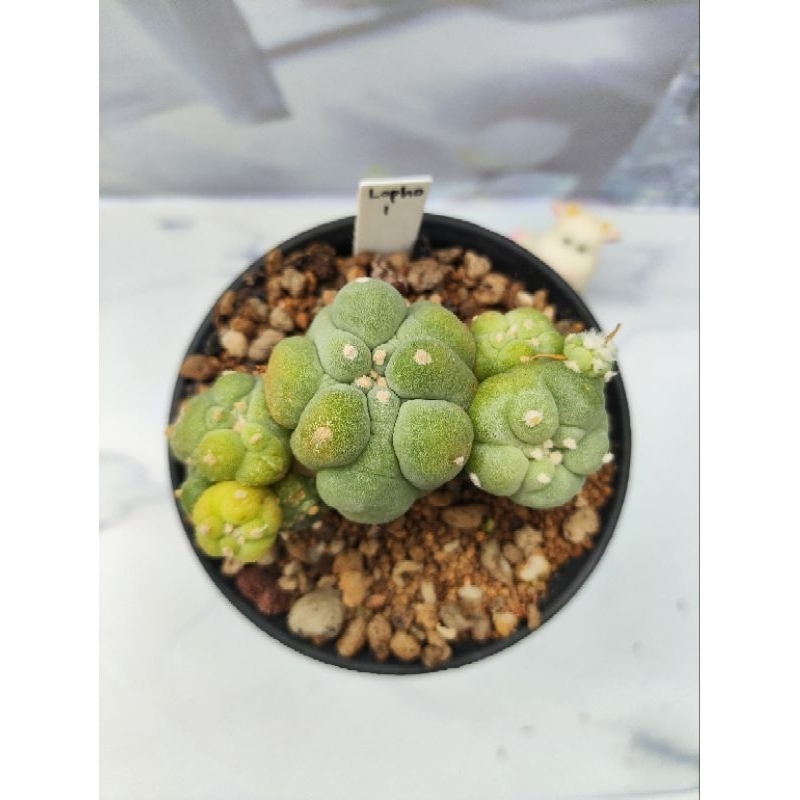 Kaktus Gemoy Oibo Langka Lophopora Fricii Ooibo Lopho