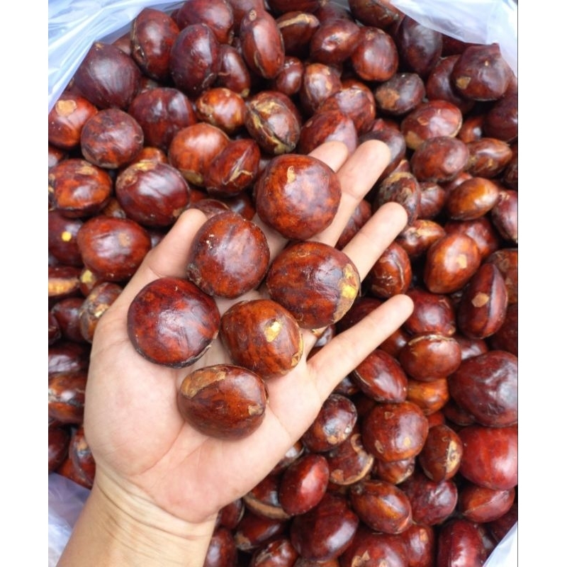 

jengkol
