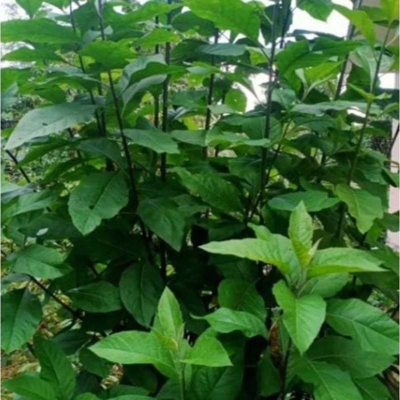 

250 gram daun sambung nyawa segar untuk herbal / daun sambung nyawa / daun tanaman sambung nyawa