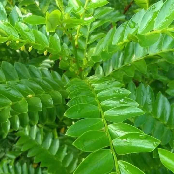bibit tanaman sligi / bibit tanaman seligi / bibit tanaman hias sligi / bibit tanaman herbal sligi.