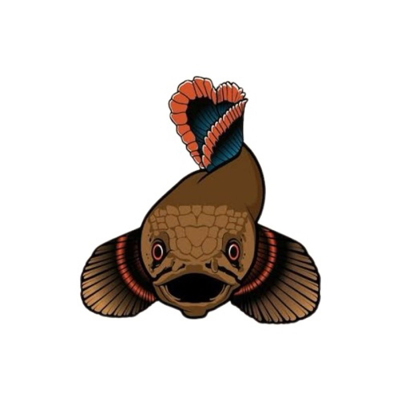 Patung hidup channa limbata 5-7 cm