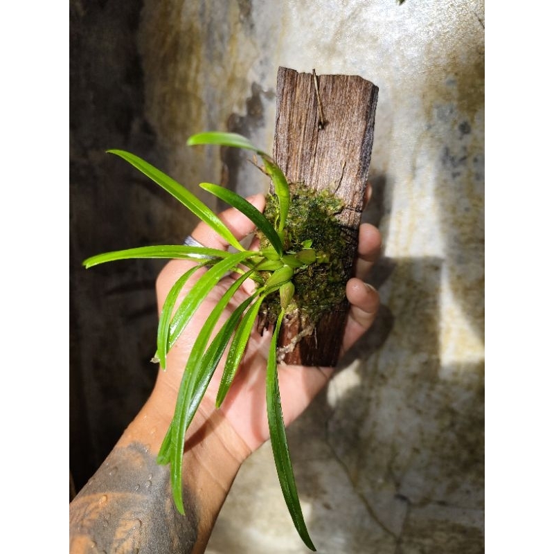 Bulbophyllum sp Papua