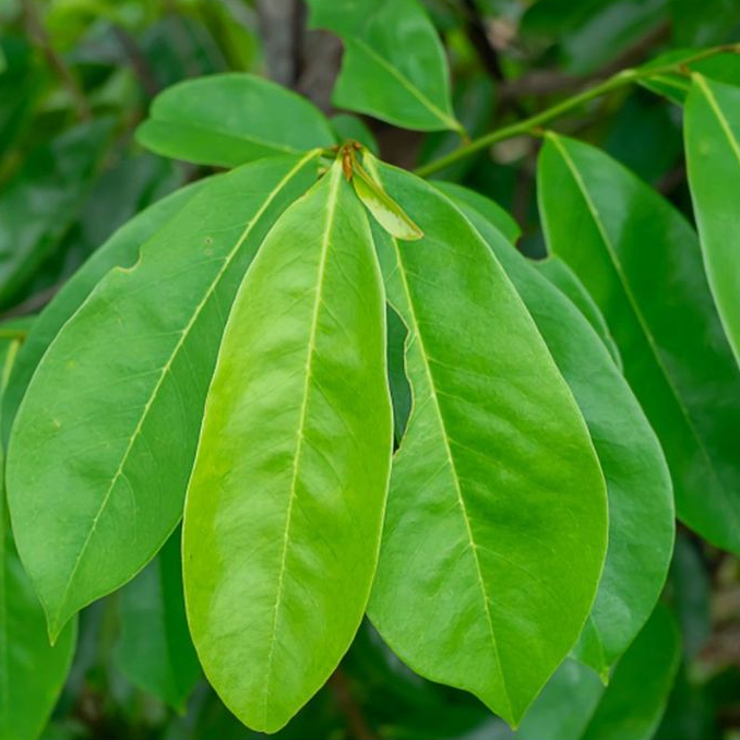 

Jual daun sirsak herbal fresh segar baru ngambil ( bebas milih perlembar )