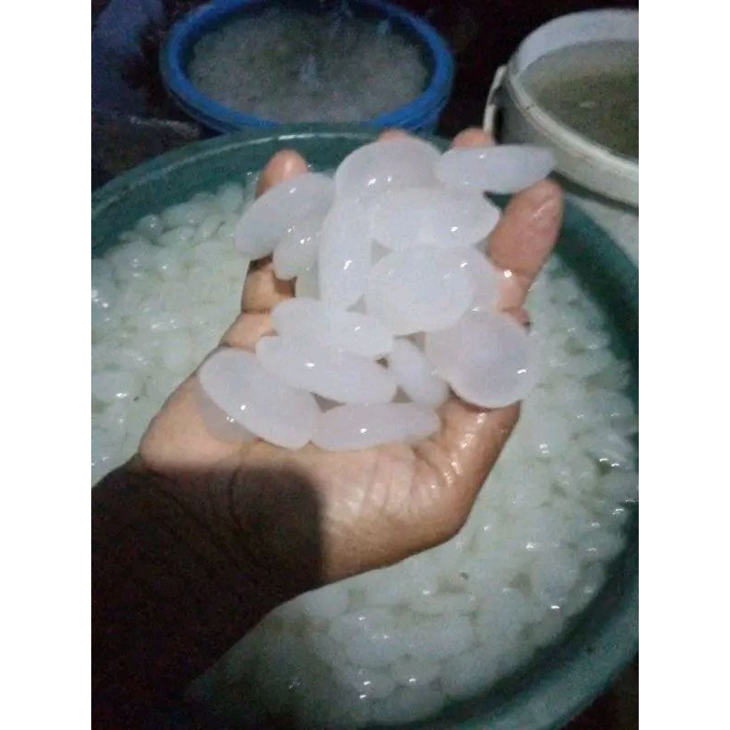 

kolang kaling super fresh segar /1kg