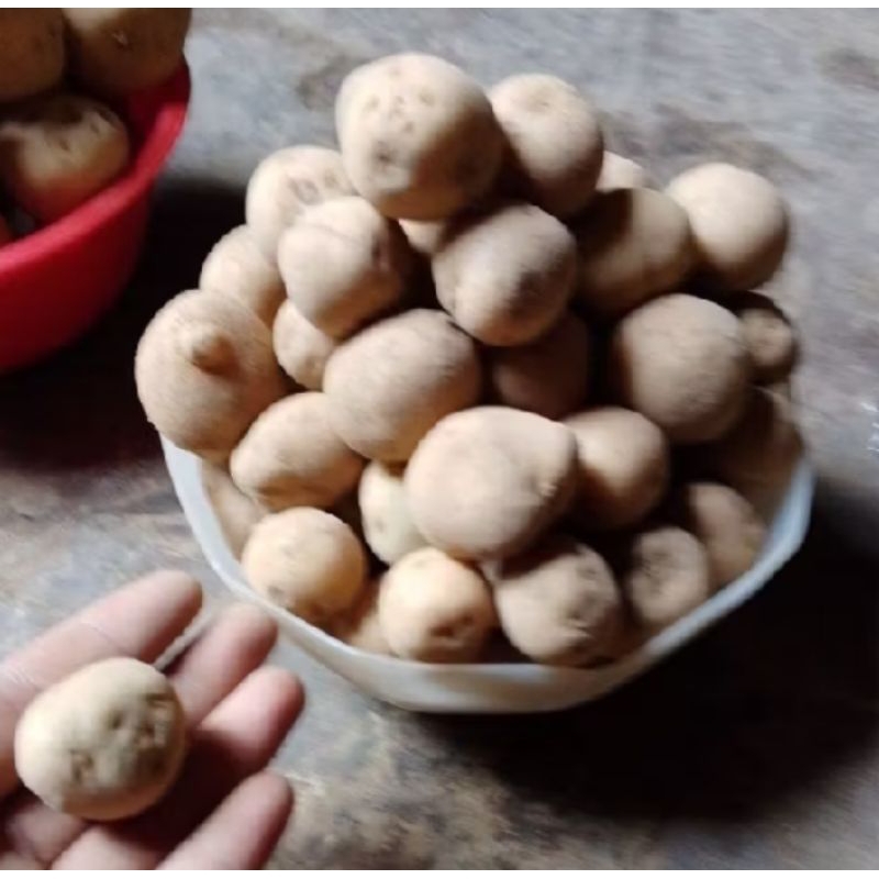 

kentang 1kg lokal Garut spek DN mini baby potatos paling kecil siomay sate murah#