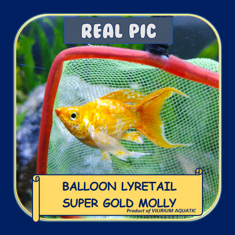 IKAN HIAS AIR TAWAR - MOLLY SUPER GOLD (IKAN AQUASCAPE) MOLLY LYRETAIL