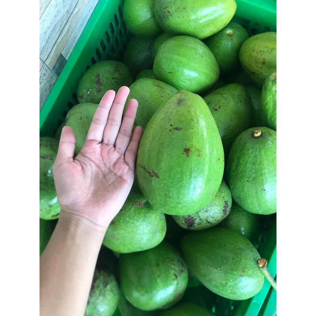 

Buah Alpukat Aligator Super Jumbo Fresh dari Kebun Berat 5kg (Limited Stok)