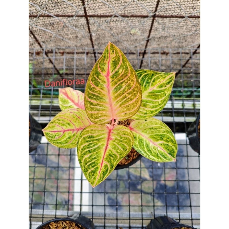 Aglaonema Ajisaka/Erlin