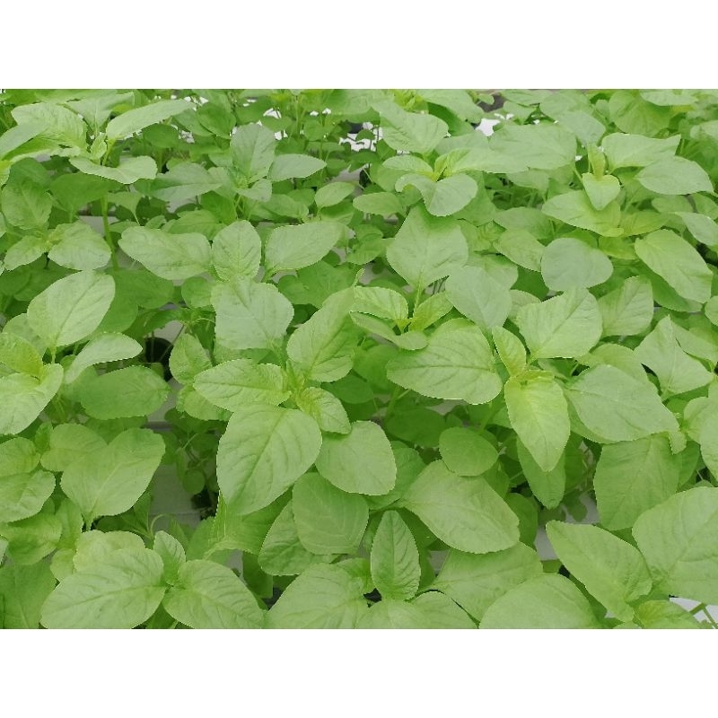 

Bayam Hijau Hidroponik Greenhouse per 250gr
