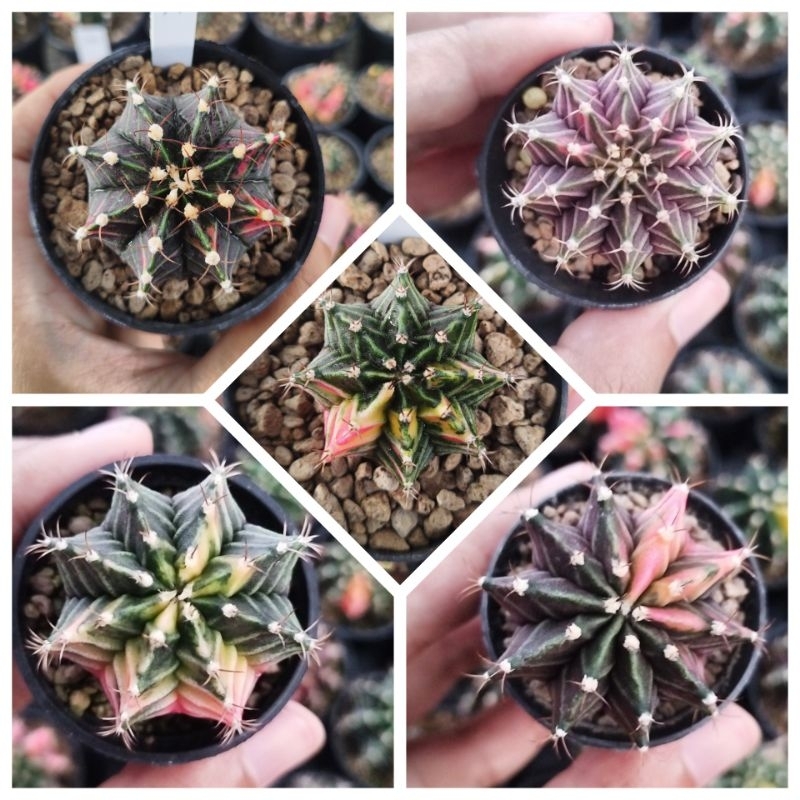 Kaktus Gymno LB Hybrid Var REALPIC/ Gymnocalycium LB Hybrid Variegata Ownroot
