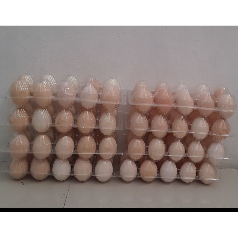 

Telur Ayam Kampung Asli