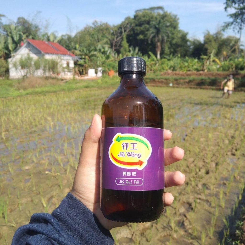 JiaWang - Rajanya Pupuk Kalium dan Silika Murni untuk Menambah Bobot Buah dan Anakan Produktif