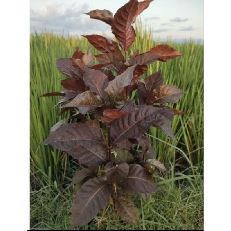 

daun ungu (hendeleium) segar