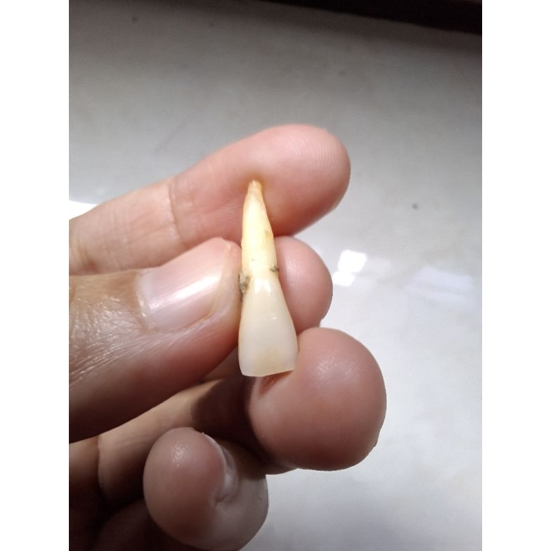 unsur gigi praktikum incisivus Rb