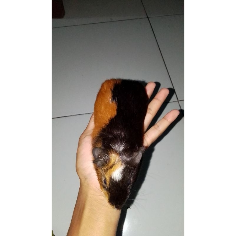 Marmut hias 08