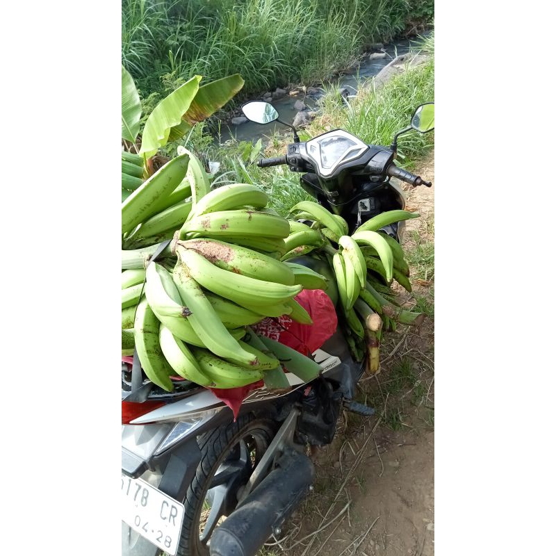 

PISANG TANDUK MURIA/BYAR Murah 3Biji