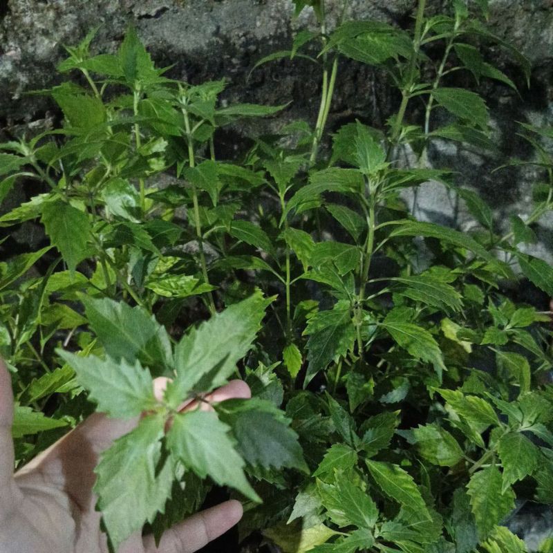 

Daun kumis kucing segar 100 gram