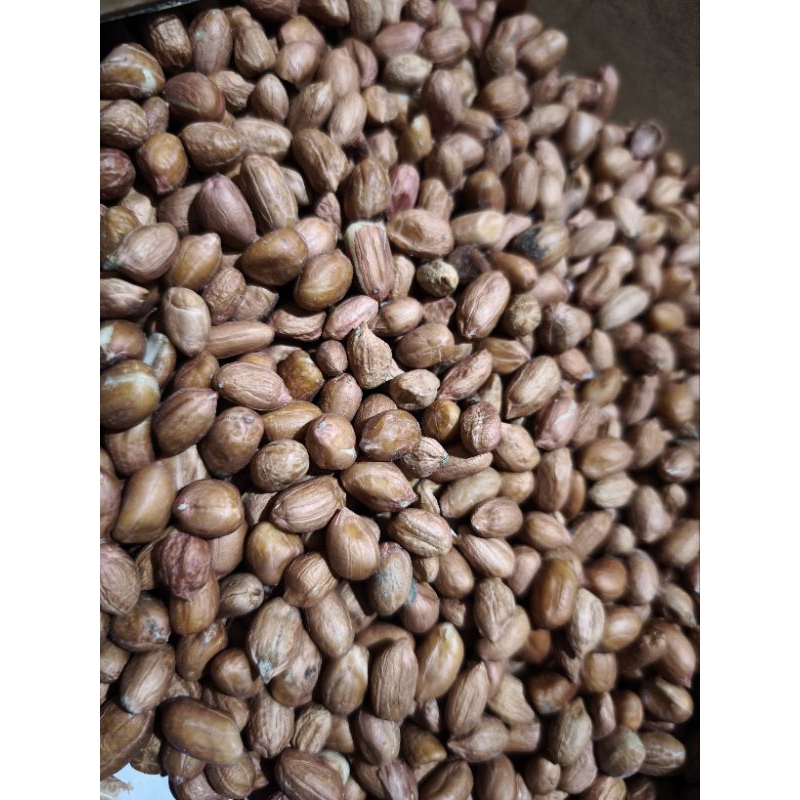 

kacang tanah super