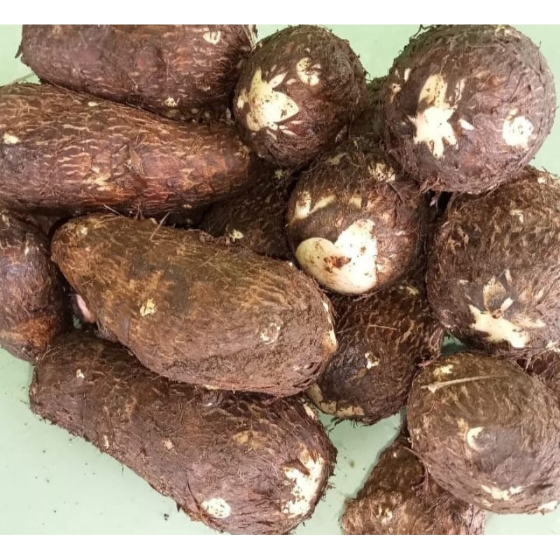 

TALAS KIMPUL fresh pilihan berkualitas 1kg