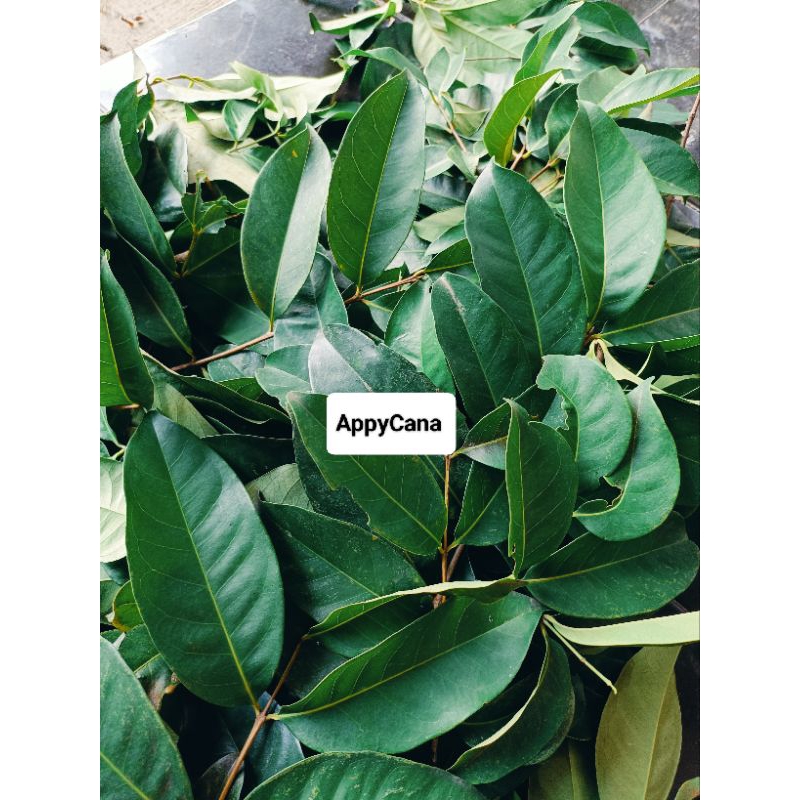 

DAUN SALAM BUMBU FRESH
