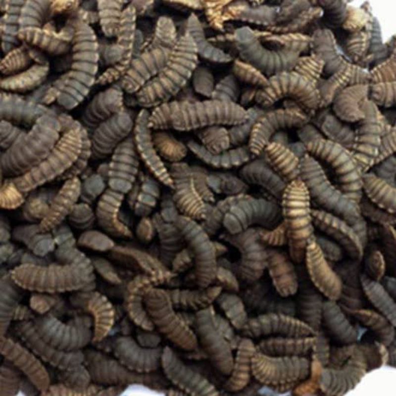 MAGGOT PRE PUPA 1KG / MAGGOT HITAM CALON INDUKAN BSF MAGGOT PREPUPA CALON LALAT BSF MAGGOT