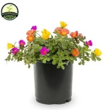 Tanaman Hias Krokot Bunga Tanaman Krokot Portulaca