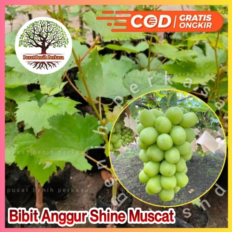 Bibit Anggur Import Shine Muscat Valid