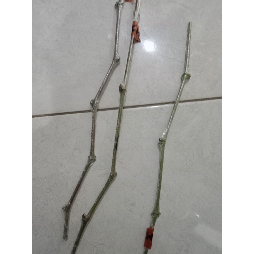 entres anggur import valid