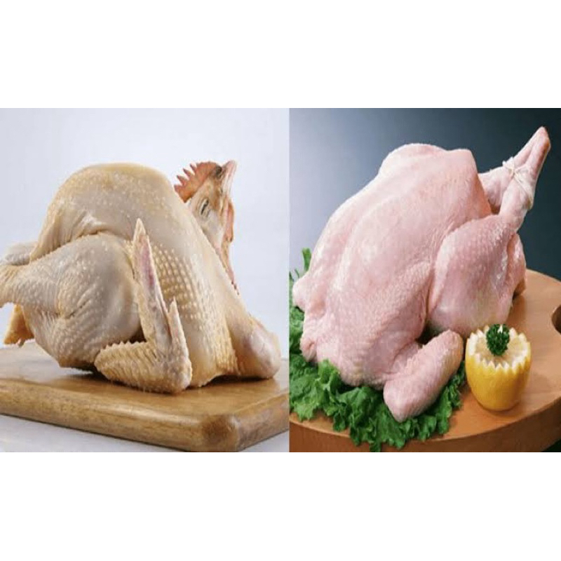 

Ayam Kampung | Ayam Negeri | Ayam Pecel Utuh 1 Ekor Fresh Frozen