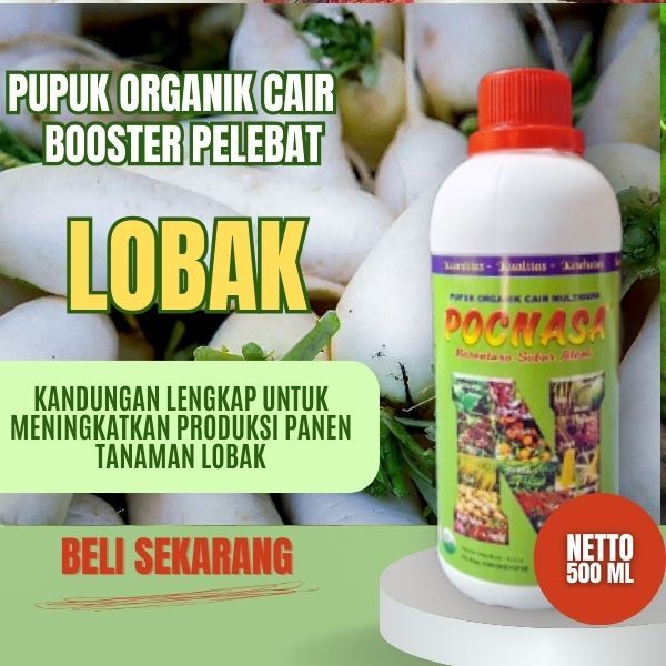 Pupuk Lobak / Pupuk Lobak Putih / Pupuk Lobak Kuning Korea / Pupuk Lobak Manis / Kering / Acar