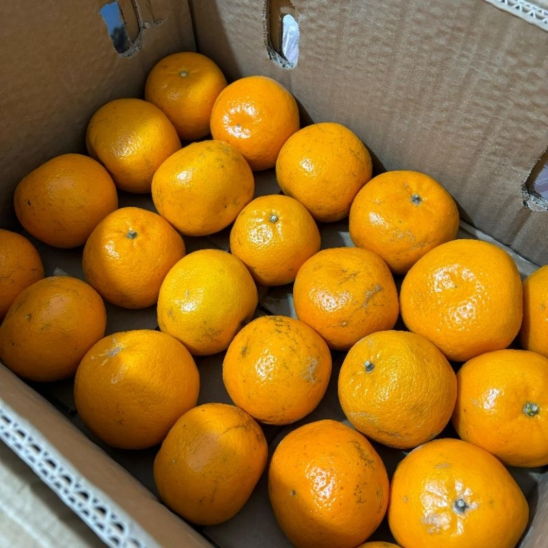 

1 Kg Jeruk Kino (Dominan Asam lalu manis )