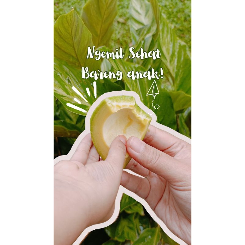 

Alpukat Yummy