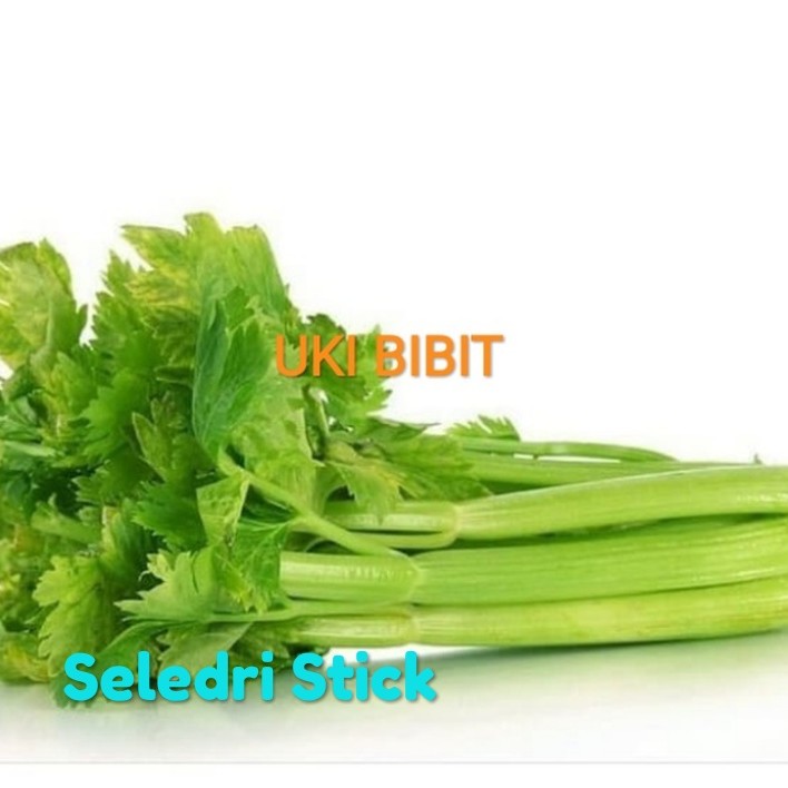 ( 100 Butir ) Benih Biji Seledri Batang Besar Celery Tall Utah Seledri Super Seledri Jumbo