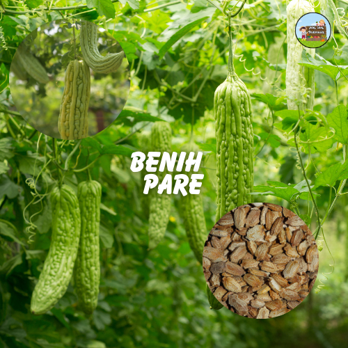 BENIH SAYUR PARE SERIBUAN - Benih sayuran murah - benih pare seribuan