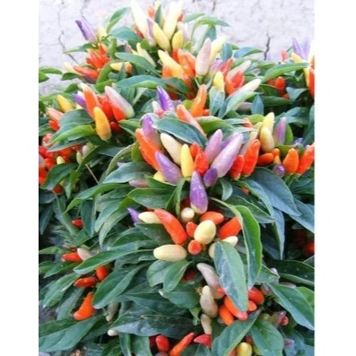 Tanaman Hidup Cabe Pelangi Berbuah - Cabe Pelangi - Cabe Pelangi Berbuah - Bibit Cabe Pelangi Berbua